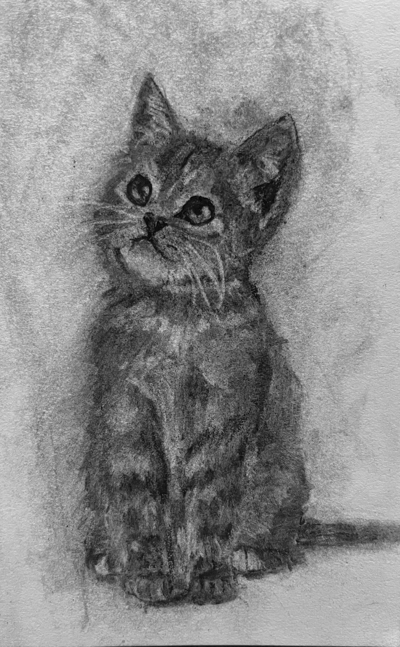 Kitten, 2025 Charcoal on paper