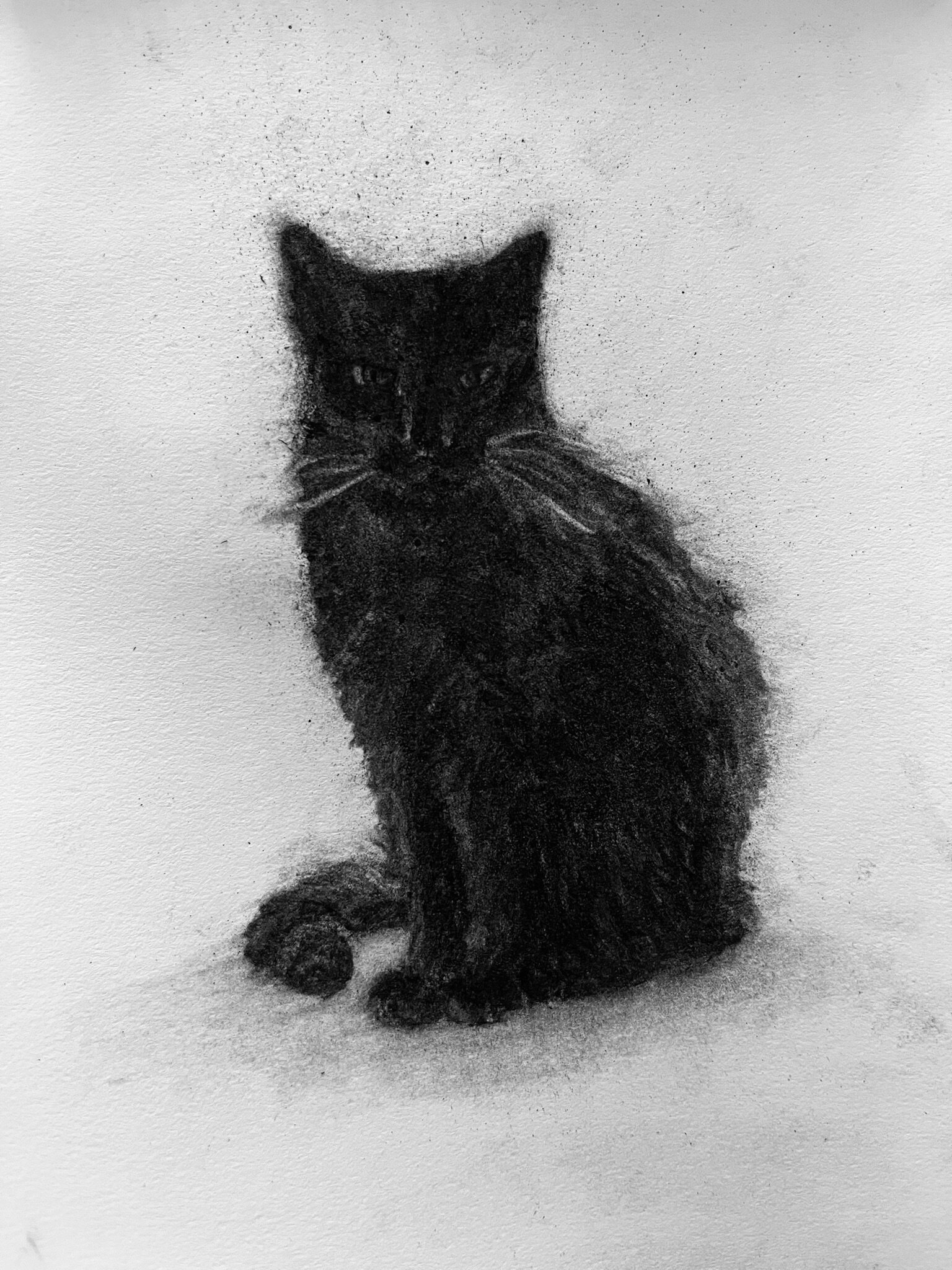 Panther, 2026 Charcoal on paper
